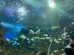 -上海海洋水族馆