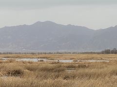 -野鸭湖国家湿地公园