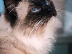 -猫在这儿猫咪咖啡馆·撸猫馆