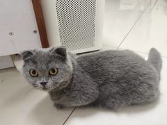 -鼓捣猫呢主题猫咖店