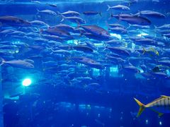 -成都浩海立方海洋公园