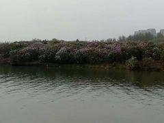-丁香湖公园