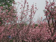 -天适樱花悠乐园