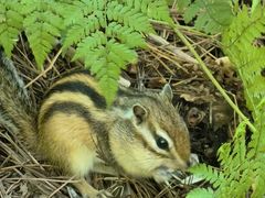 -五营红松林海景区