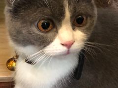 -李小姐の猫咖啡馆(五角场店)