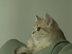-momokira米努特·德文卷毛猫·棉花面纱犬