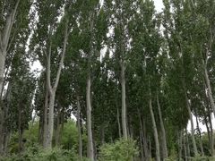 -大兴滨河森林公园