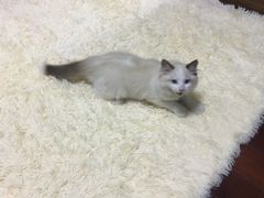 -Bastet sally猫舍购宠(静安店)