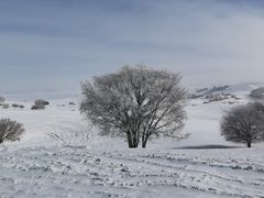 -塞罕坝国家级自然保护区