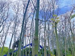 -上海共青森林公园