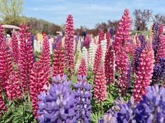 -花开海上生态园