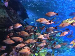 -太平洋海底世界