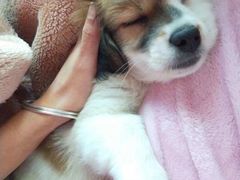 -乐琪宠物医院·犬猫专科·骨外科·急重症