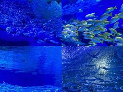 -海合安武汉极地海洋公园