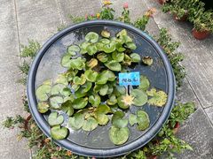-杭州植物园