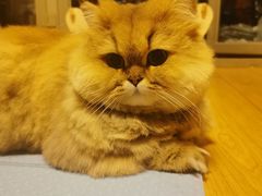 -凯瑞希宠物医院·狂犬免疫·微创·皮肤科