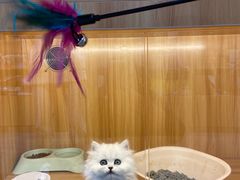 -欣宠猫屋·矮脚拿破仑·蓝金金渐层