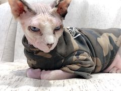 -藏猫猫咖啡主题馆(中央大道店)