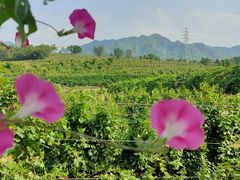 -北京张裕爱斐堡酒庄