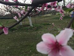 -秀丽东方