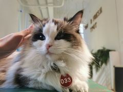 -喵喵咪呀布偶猫咖(春熙路店)