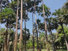 -中国科学院西双版纳热带植物园