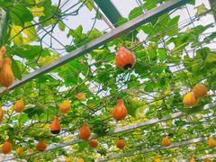 -兰陵国家农业公园