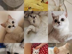 -猫大福·Fortune Cat猫舍(百子湾店)