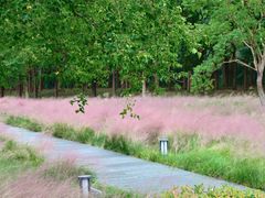 -昆山城市生态森林公园