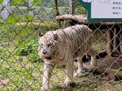 -合肥野生动物园