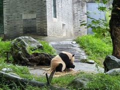 -都江堰中华大熊猫苑