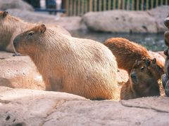 -北京野生动物园