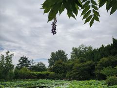 -嘉定紫藤园
