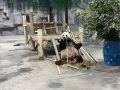 -栾川竹海野生动物园