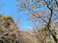 -高东镇樱花园