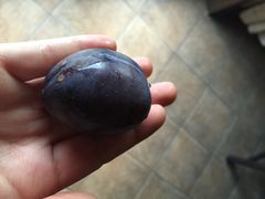 意大利农场-意大利农场度假村