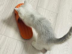 -宠颐生汉谟拉比宠物医院