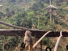 -西双版纳原始森林公园