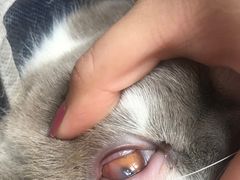 -灵美宠物诊所