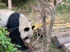 -深圳野生动物园