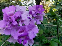 -广西壮族自治区药用植物园
