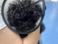 -博特宠物医院24h犬猫全科.骨科·异宠