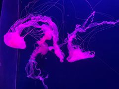 -西安曲江海洋极地公园