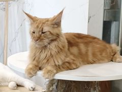 -楼上猫咖(罗湖店)