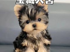 -萌宠之家·腊肠犬·马尔泰·小体犬舍