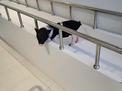 -怪兽屋·羊驼·猫咖·狗咖(俊华广场店)