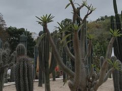 -深圳仙湖植物园