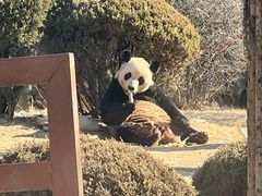 -大连森林动物园