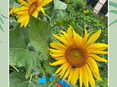 -洛阳白云山景区