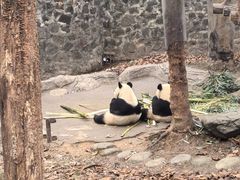 -都江堰中华大熊猫苑